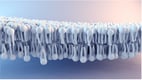 To Connect or Not to Connect? That Is the Question. Part One: The Biology of Boundaries