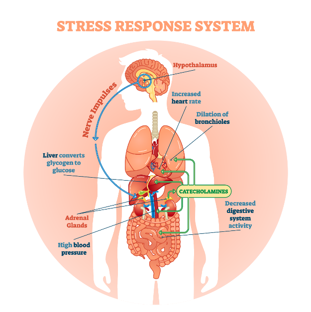 Stress response