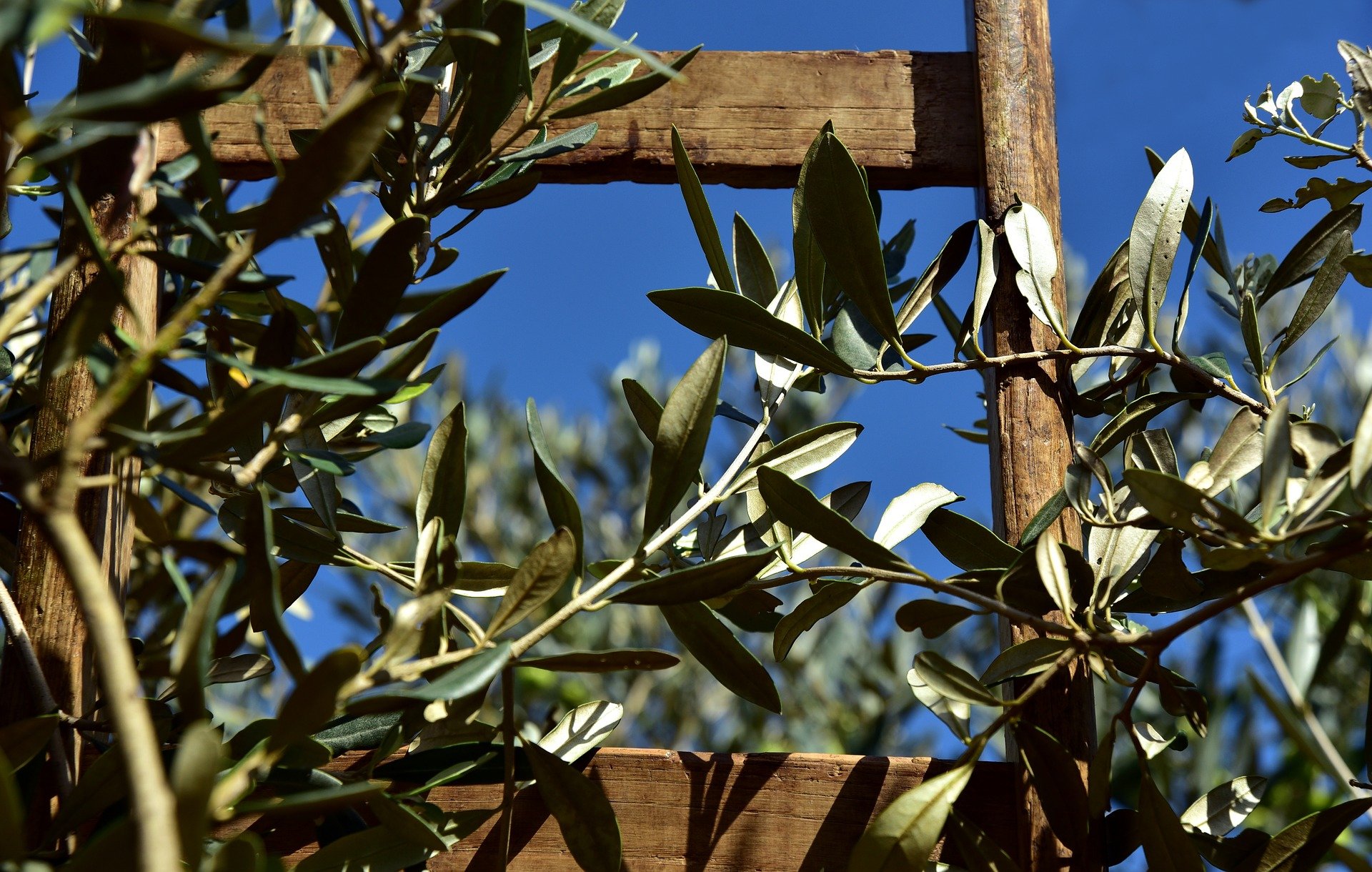 wooden-ladder-3803017_1920